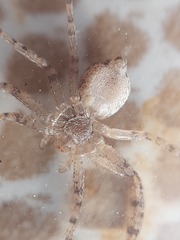 Philodromus longipalpis