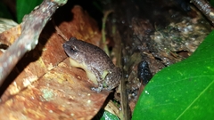 Austrochaperina robusta