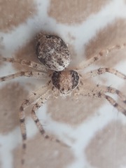 Philodromus longipalpis
