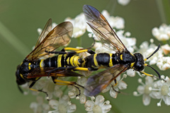 Tenthredo marginella