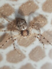 Philodromus longipalpis