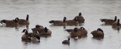 Branta canadensis occidentalis