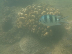 Abudefduf natalensis