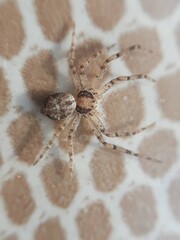 Philodromus longipalpis