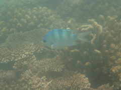 Abudefduf natalensis