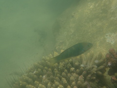 Thalassoma hebraicum