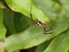 Argiope dang