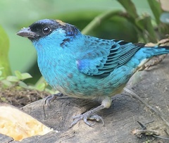 Chalcothraupis ruficervix