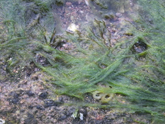 Cladophorales