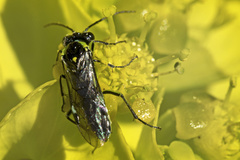 Rhogogaster picta