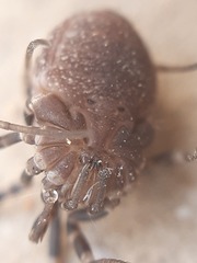 Egaenus convexus
