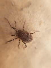 Egaenus convexus