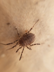 Egaenus convexus