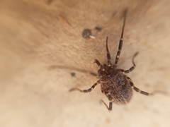Egaenus convexus