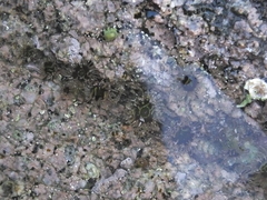 Actiniidae
