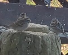 Spizella passerina