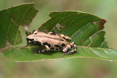 Kassina senegalensis
