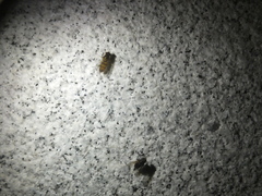 Episyrphus balteatus