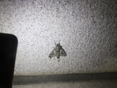 Dolbina tancrei