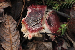 Russula atrorubens