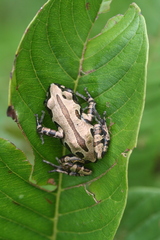 Kassina senegalensis