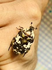 Protaetia aurichalcea