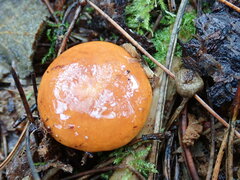 Lactarius subviscidus