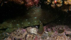 Epinephelus labriformis