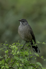 Cercotrichas coryphoeus