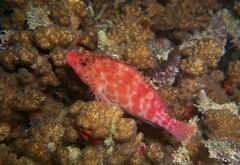 Cirrhitichthys oxycephalus