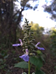 Salvia pallida