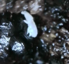 Onychiurinae