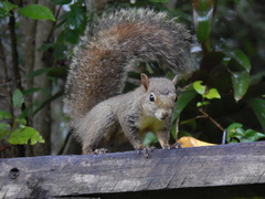 Sciurus aestuans ingrami