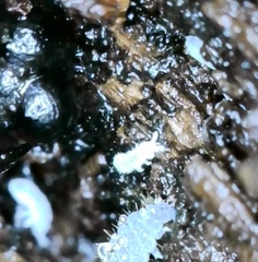 Onychiurinae