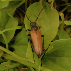 Lepturalia nigripes