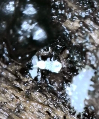 Onychiurinae