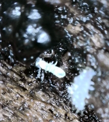 Onychiurinae