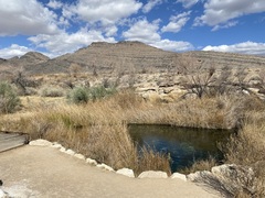 Cyprinodon nevadensis