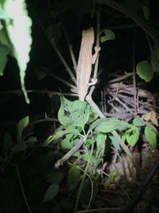 Rieppeleon kerstenii