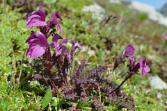 Pedicularis kerneri