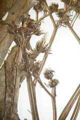Sonchus palustris