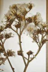 Sonchus palustris