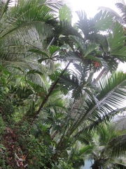 Artocarpus blancoi
