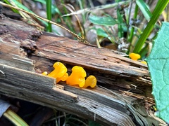 Dacrymycetaceae