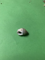 Nassarius albescens