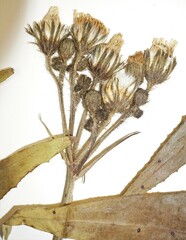 Sonchus palustris