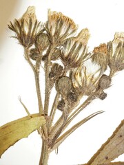 Sonchus palustris