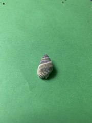 Nassarius albescens