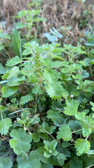 Urtica chamaedryoides