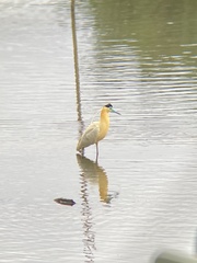 Pilherodius pileatus